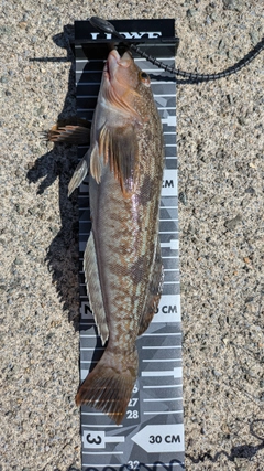アイナメの釣果