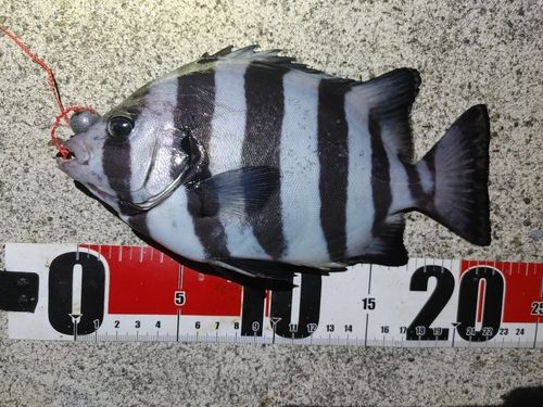 イシダイの釣果