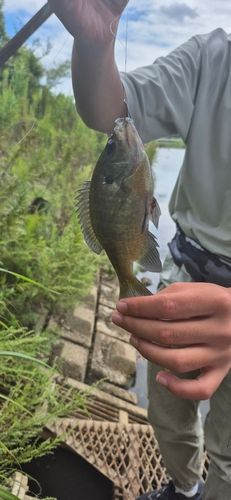ブルーギルの釣果
