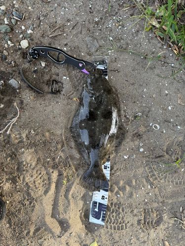 ヒラメの釣果