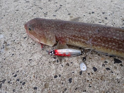 トカゲエソの釣果