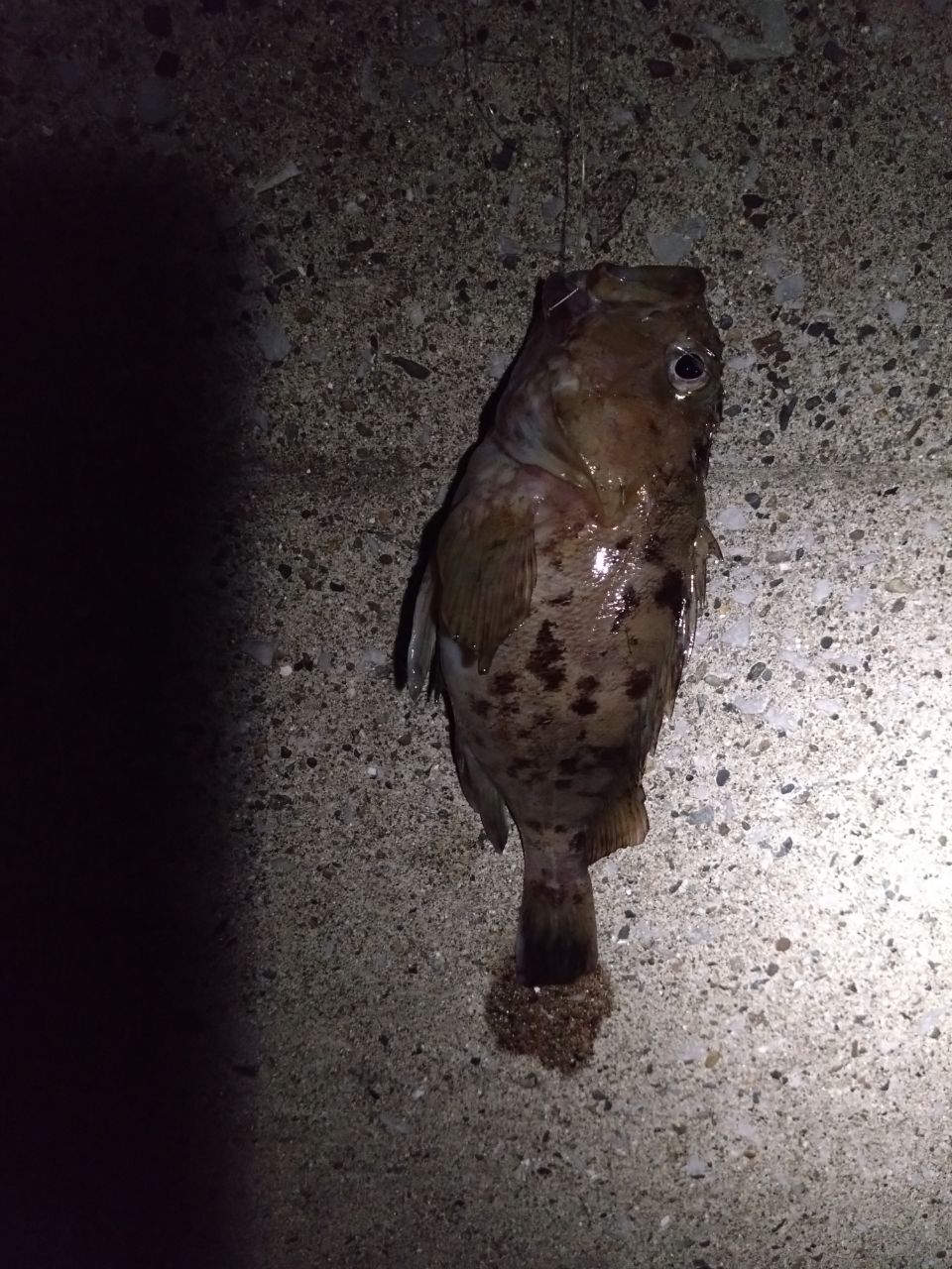 カサゴ