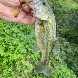 ラージマウスバス