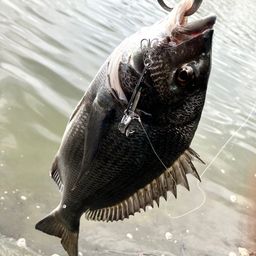 クロダイ