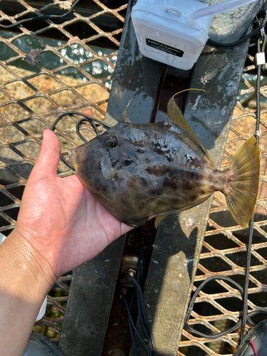 大黒海づり施設
