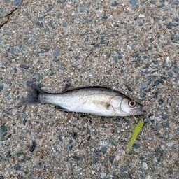 セイゴ（マルスズキ）