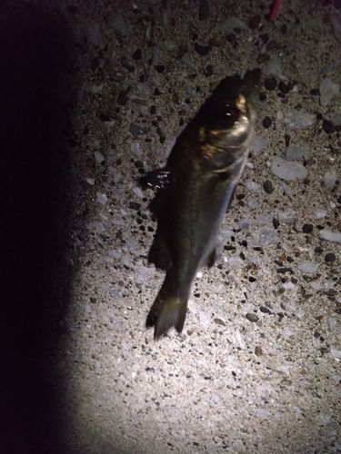 セイゴ（ヒラスズキ）の釣果