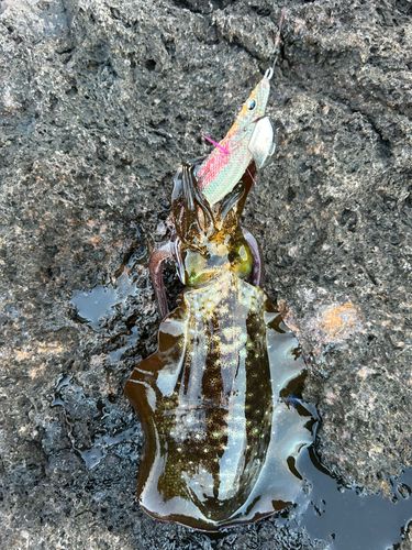 アオリイカの釣果