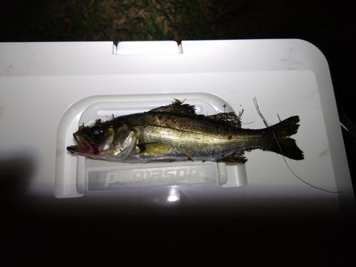 セイゴ（ヒラスズキ）の釣果