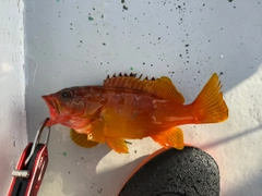 アカハタの釣果