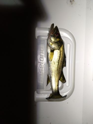 セイゴ（ヒラスズキ）の釣果