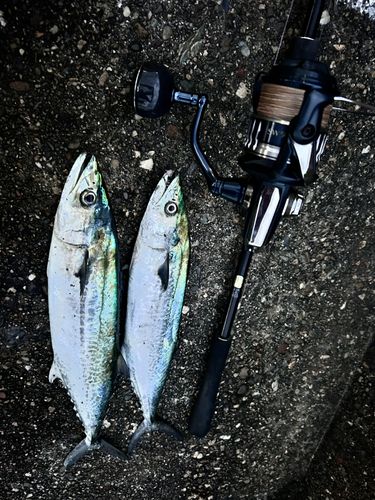 サゴシの釣果