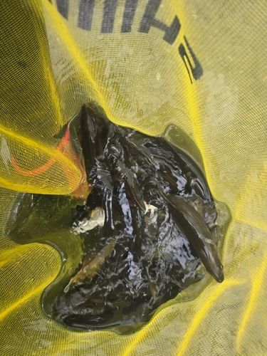 アユの釣果