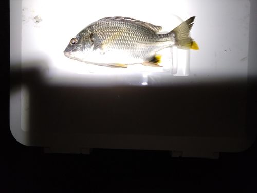 キビレの釣果