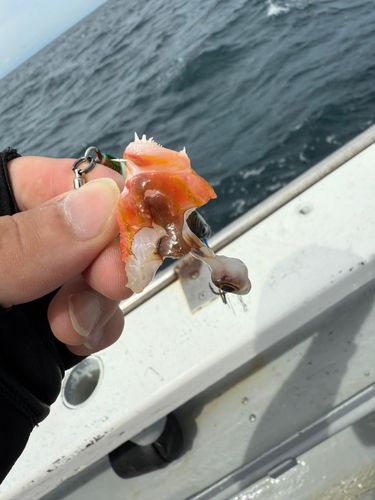 アカササノハベラの釣果