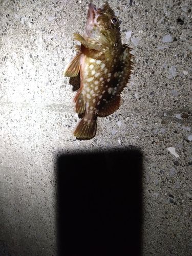 カサゴの釣果