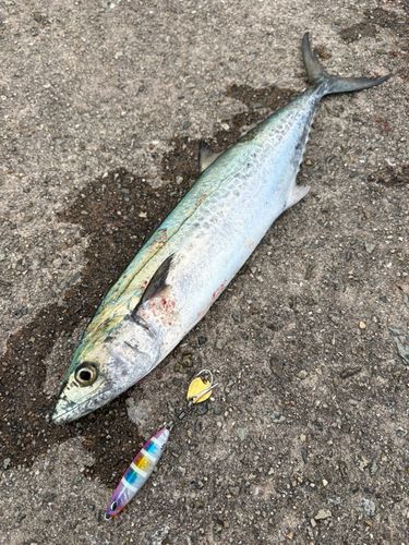 サゴシの釣果