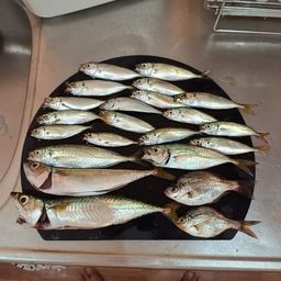 サバ