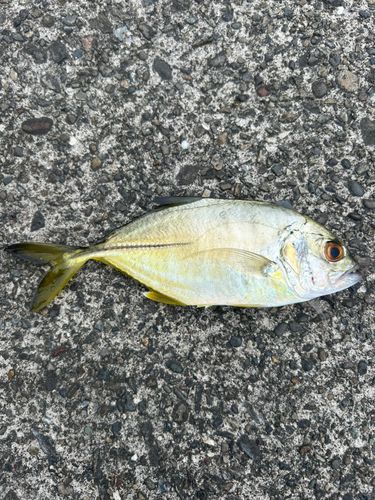 メッキの釣果