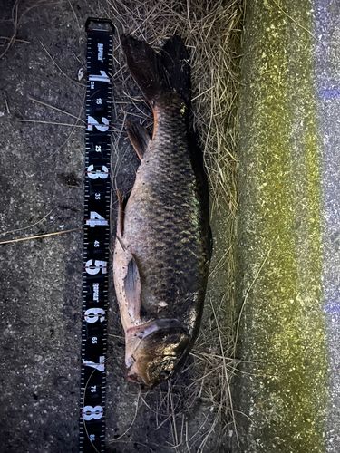 コイの釣果