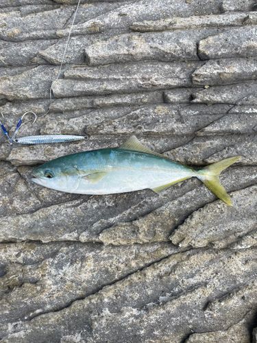 ツバスの釣果