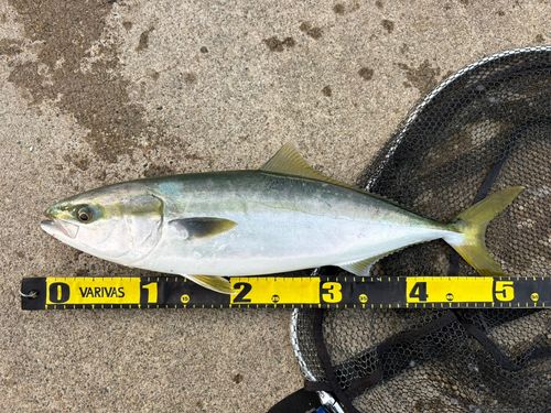 ワラサの釣果