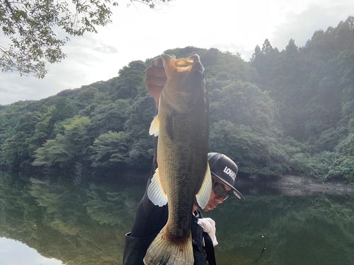 南大阪野池群