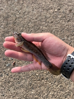 ハゼの釣果