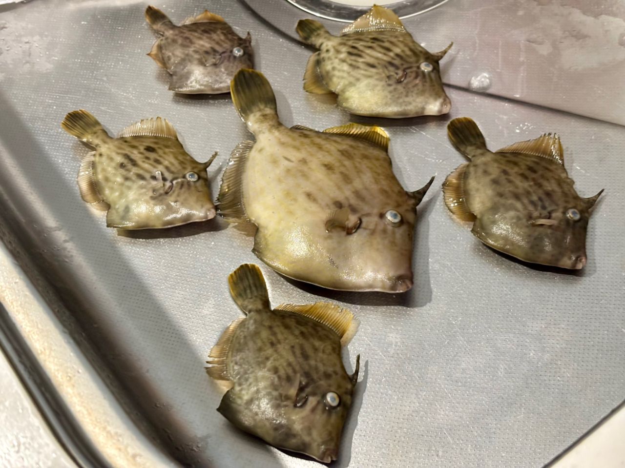 カワハギ
