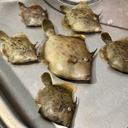 カワハギ