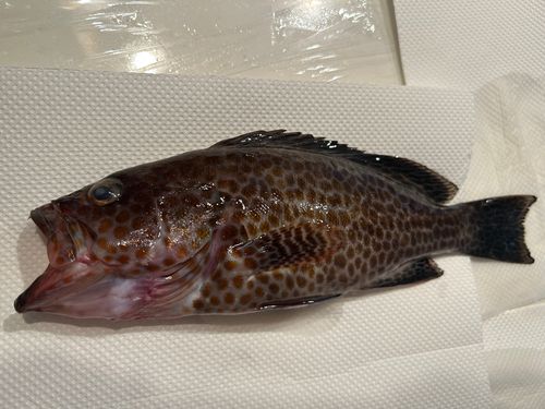 オオモンハタの釣果