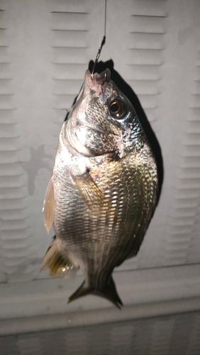小名木川