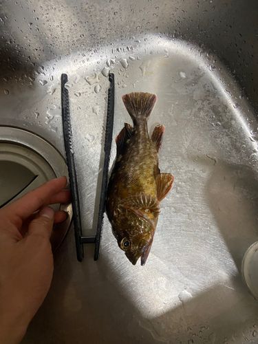西浦