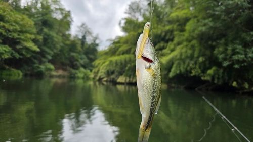 ブラックバスの釣果