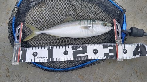 ヤズの釣果
