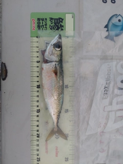 サバの釣果