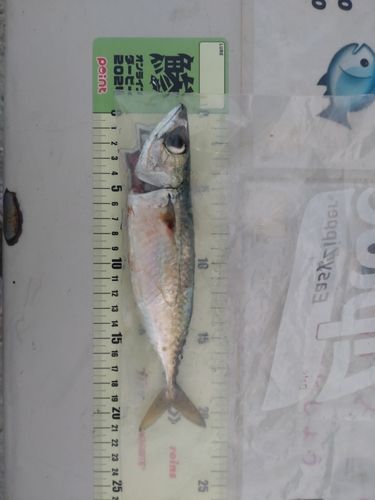 南港魚つり公園