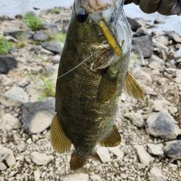 スモールマウスバス