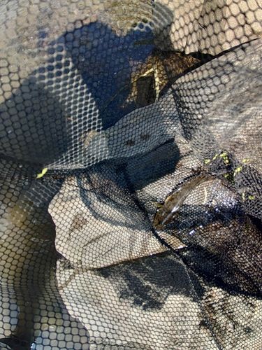 マハゼの釣果
