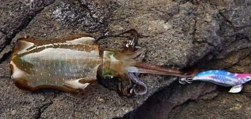 アオリイカの釣果