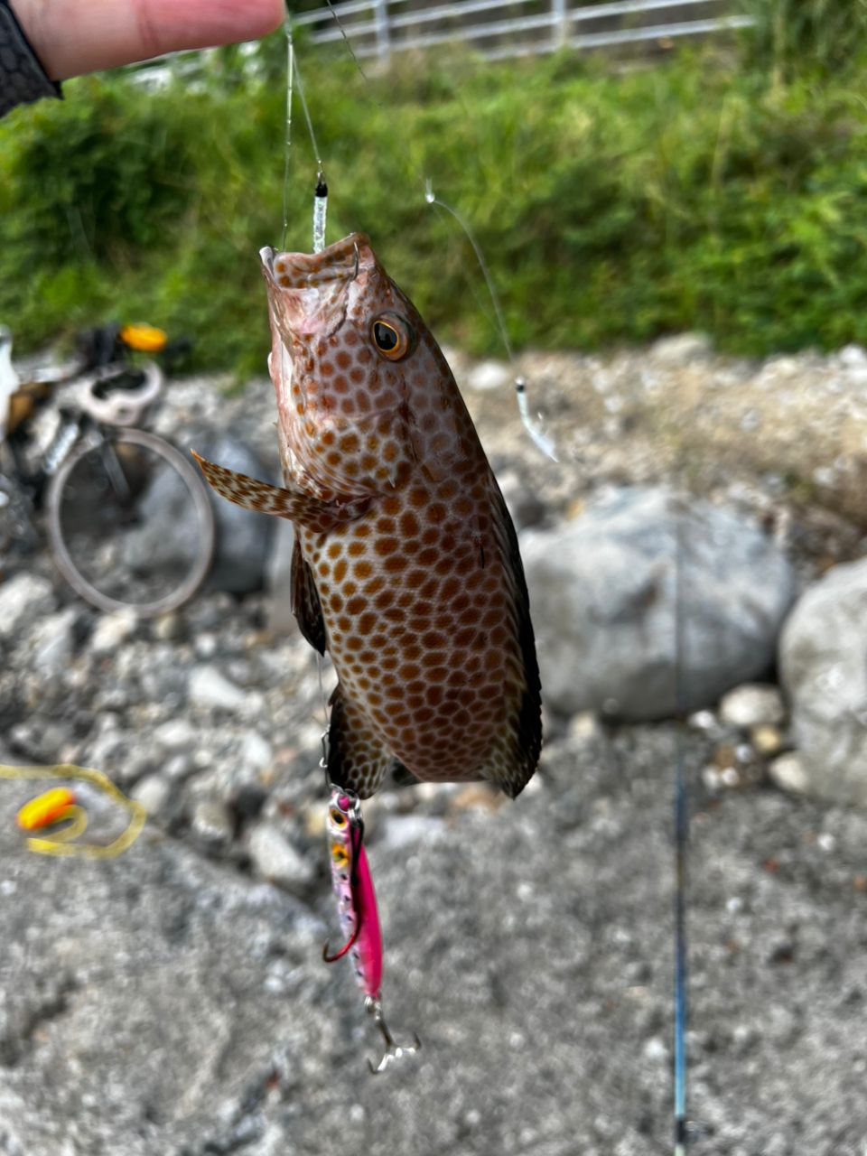 オオモンハタ
