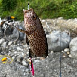 オオモンハタ
