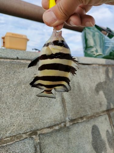 シマダイの釣果