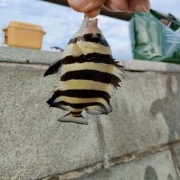 シマダイ