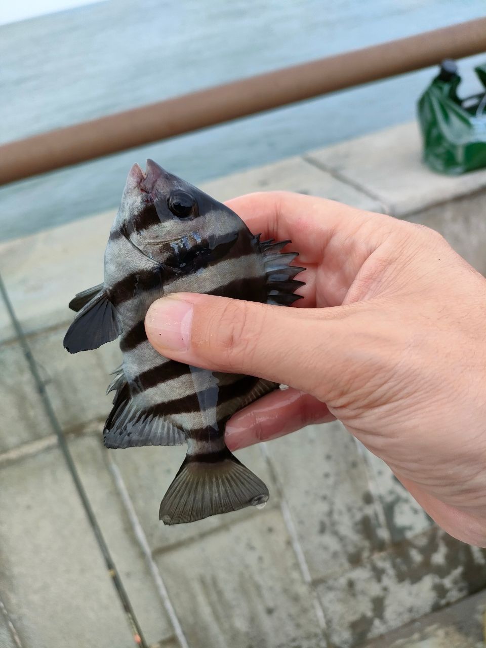 シマダイ