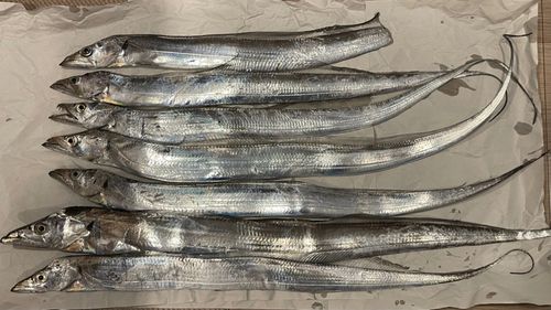 タチウオの釣果
