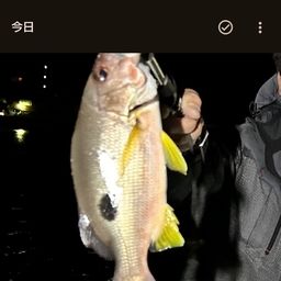 クロホシフエダイ
