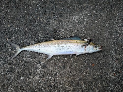 サゴシの釣果