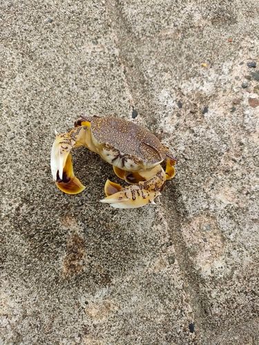 カニの釣果