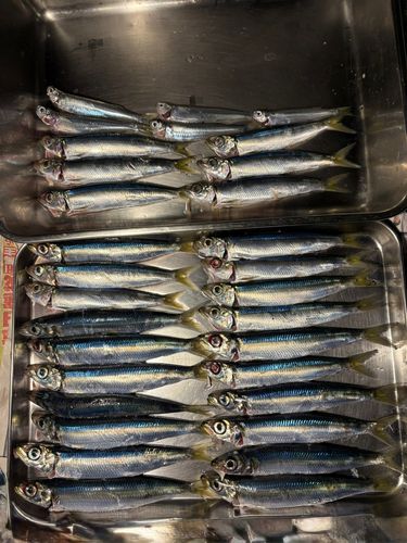 ウルメイワシの釣果